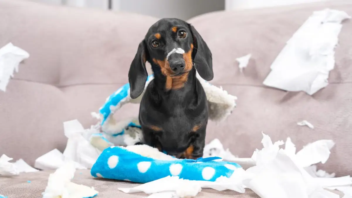 Un cane furbetto che fa le cose di nascosto e approfitta della disattenzione del padrone in casa.